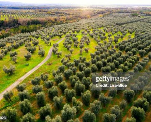 Aerial view of olive trees used to make A'Imselene